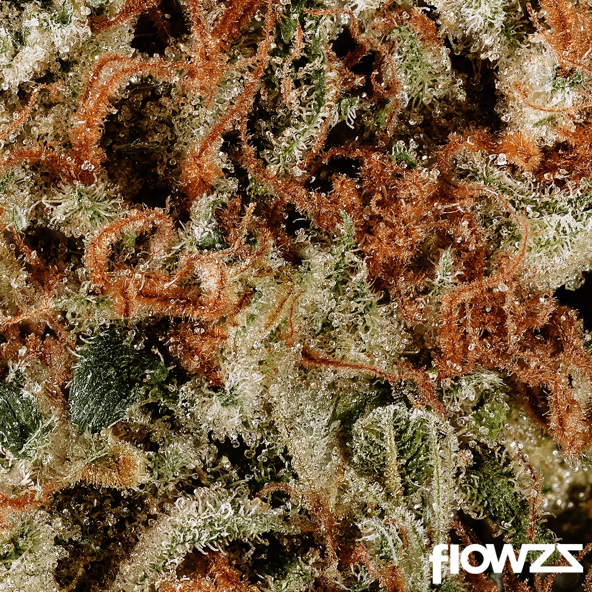 TYSON 2.0 32/1 Haymaker Haze